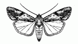 Southern armyworm adult